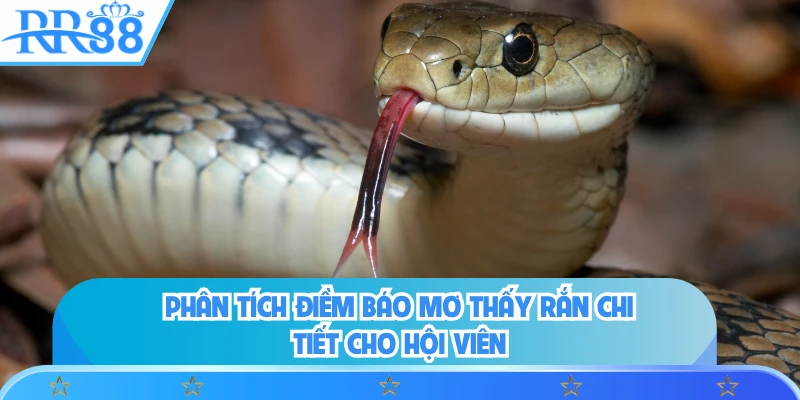 Phân tích điềm báo mơ thấy rắn chi tiết cho hội viên